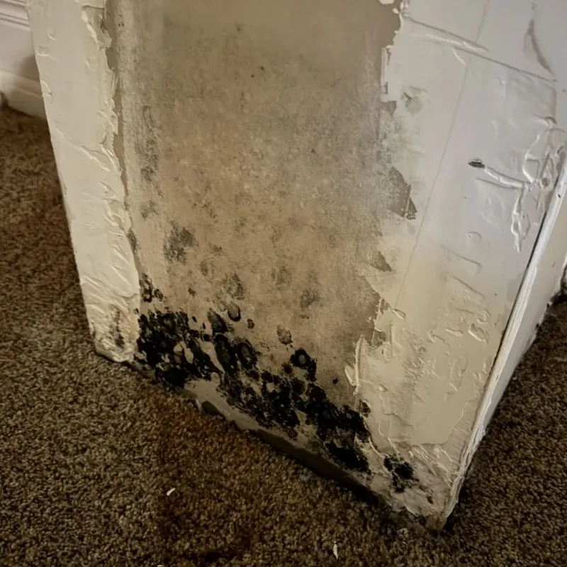 Professional Mold Removal in Hartville, OH